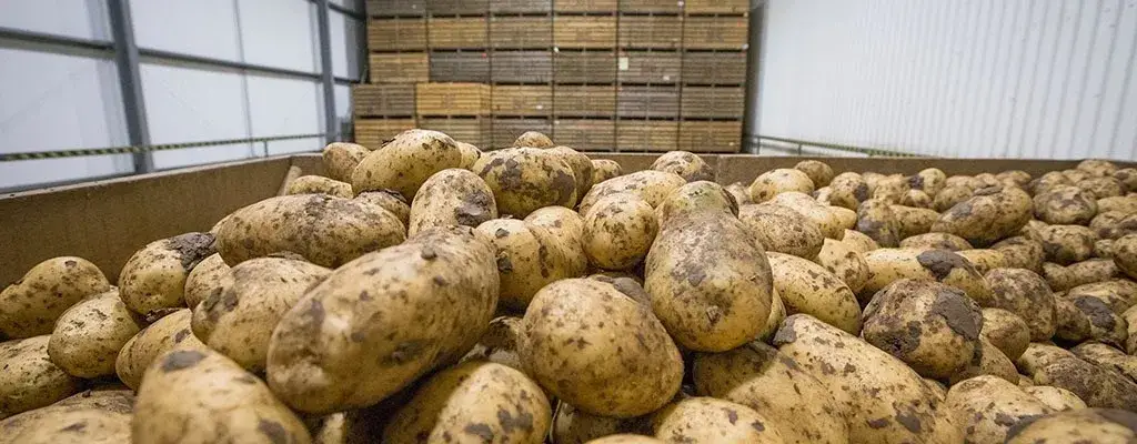 How To Potatoes From The Garden Harvesting And Storage How To Potatoes From The Garden