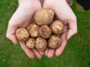How to Store Potatoes from the Garden: Harvesting and Storage - Revive