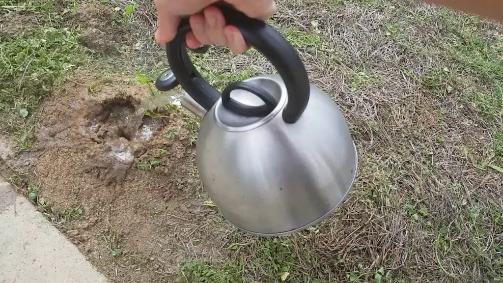 How to Get Rid of Ants in Vegetable Garden: Save Your Crop - Revive Garden